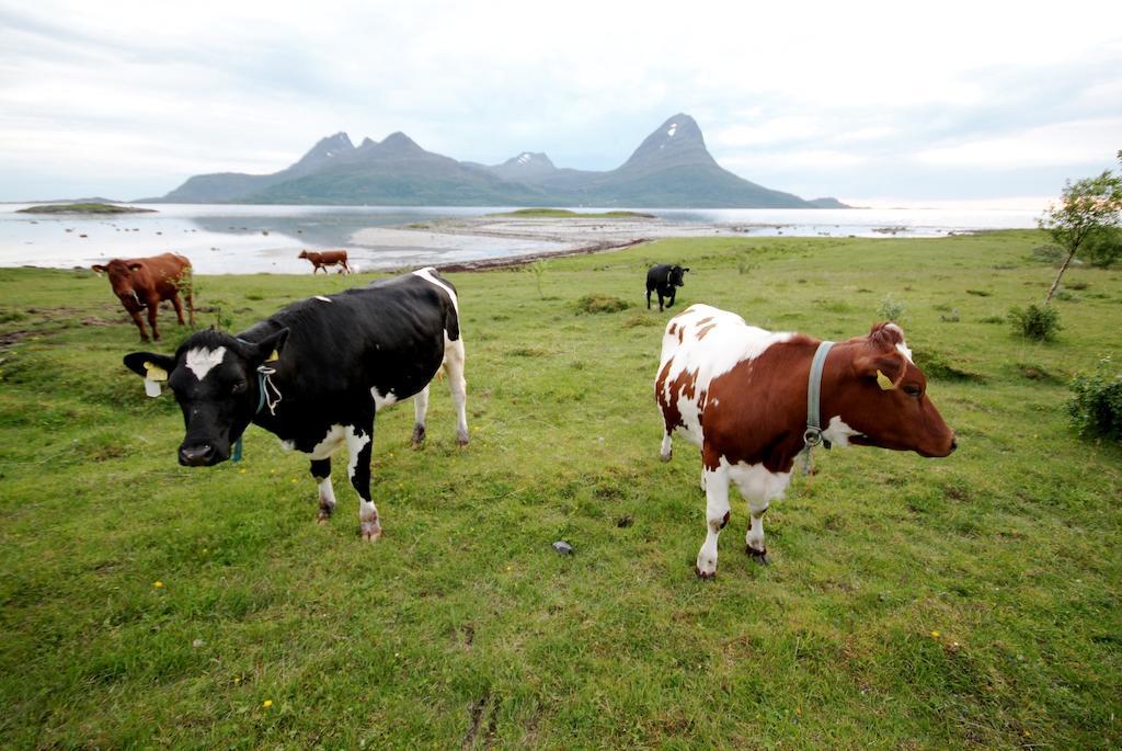Topcamp Havblikk - Helgeland Nesna Bagian luar foto